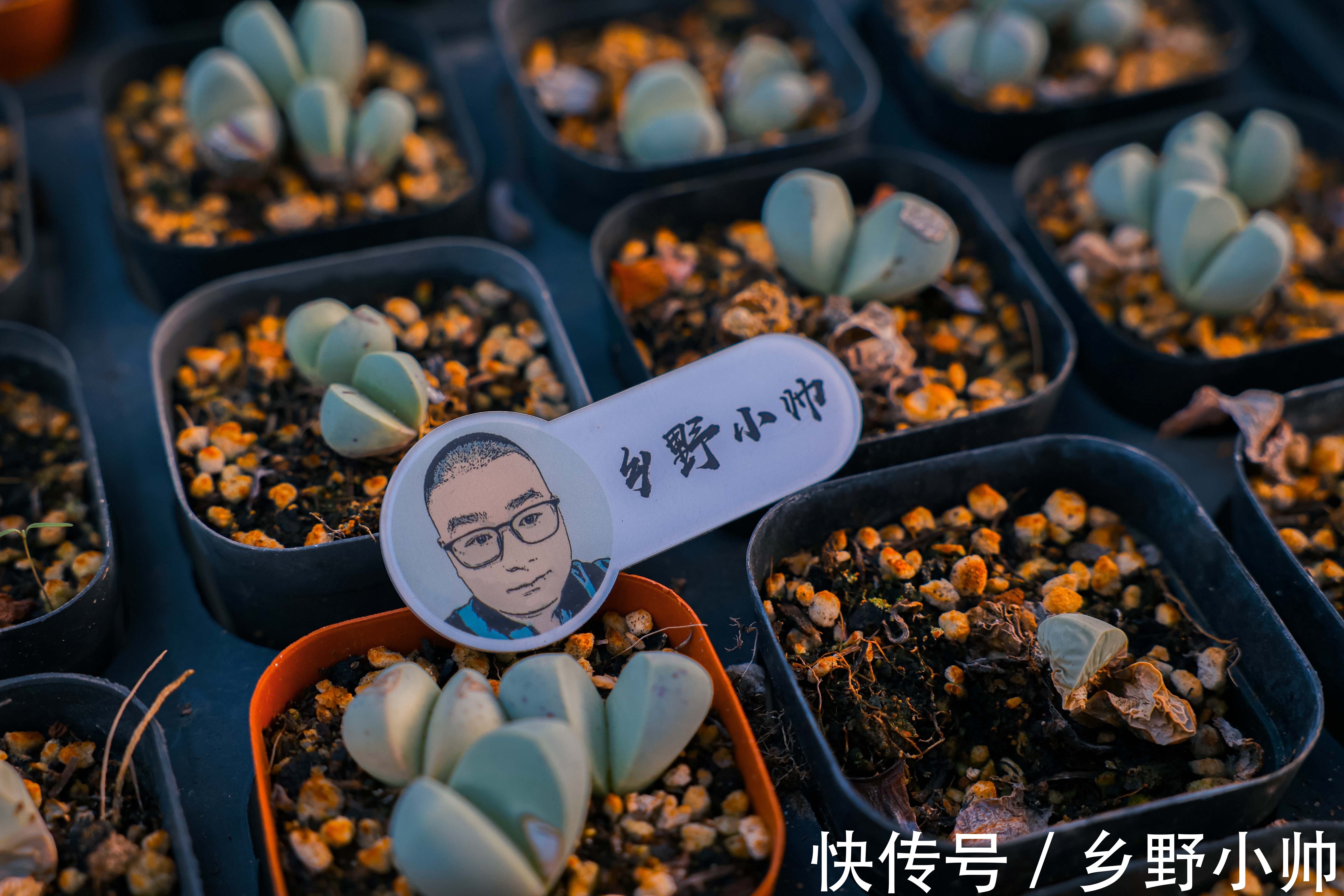 生长期|养出来的多肉， 个个肥嘟嘟的，都是小包子