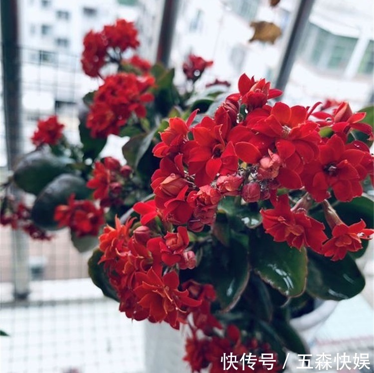 四种不宜养在室内的花,长得好看,却带毒,尽量别养在室内