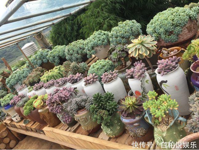 女婿|女婿在楼顶养多肉，村里人都跑来参观，丈母娘高兴坏了！