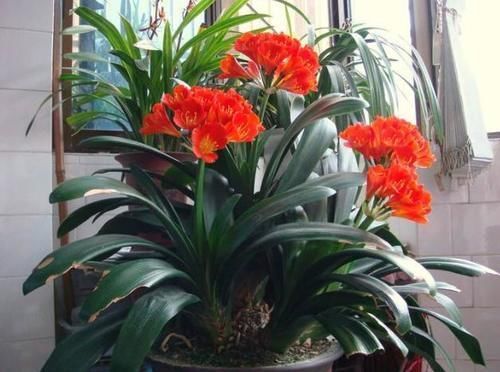 环境温度|君子兰养了7年,长得好却不开花?快催花,1个月就爆出大花头