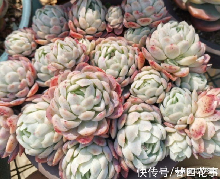 3种多肉香气浓，入冬易开挂，发侧枝爆小崽，变成群生小老桩