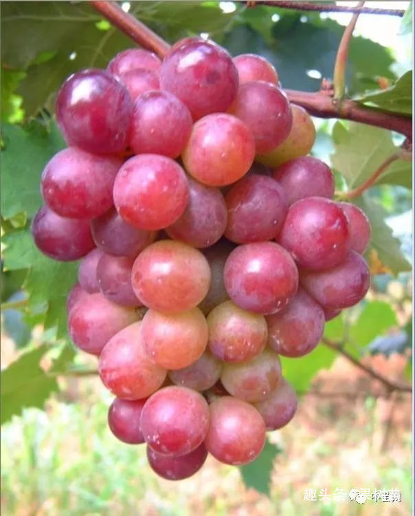 乒乓葡萄和巨峰葡萄