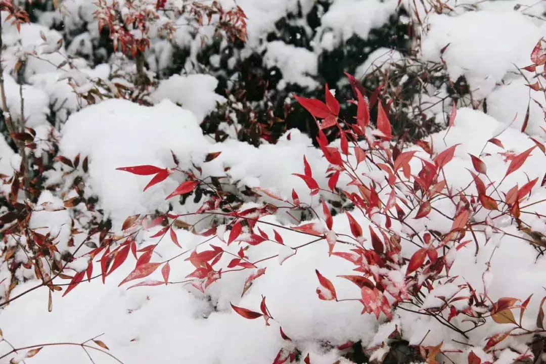 昆嵛山|一场冬雪后，昆嵛山竟变成这样……