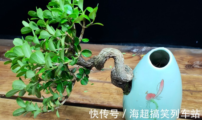 制成盆景的瓜子黄杨,搁家里能显主人品味、身份,该怎么养护?
