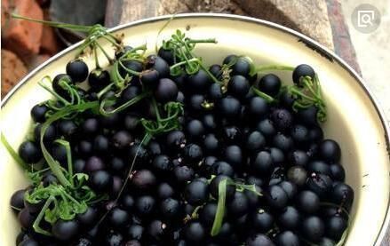 这种花是“解毒高手”,家里养一盆,再也不怕“小病小灾”