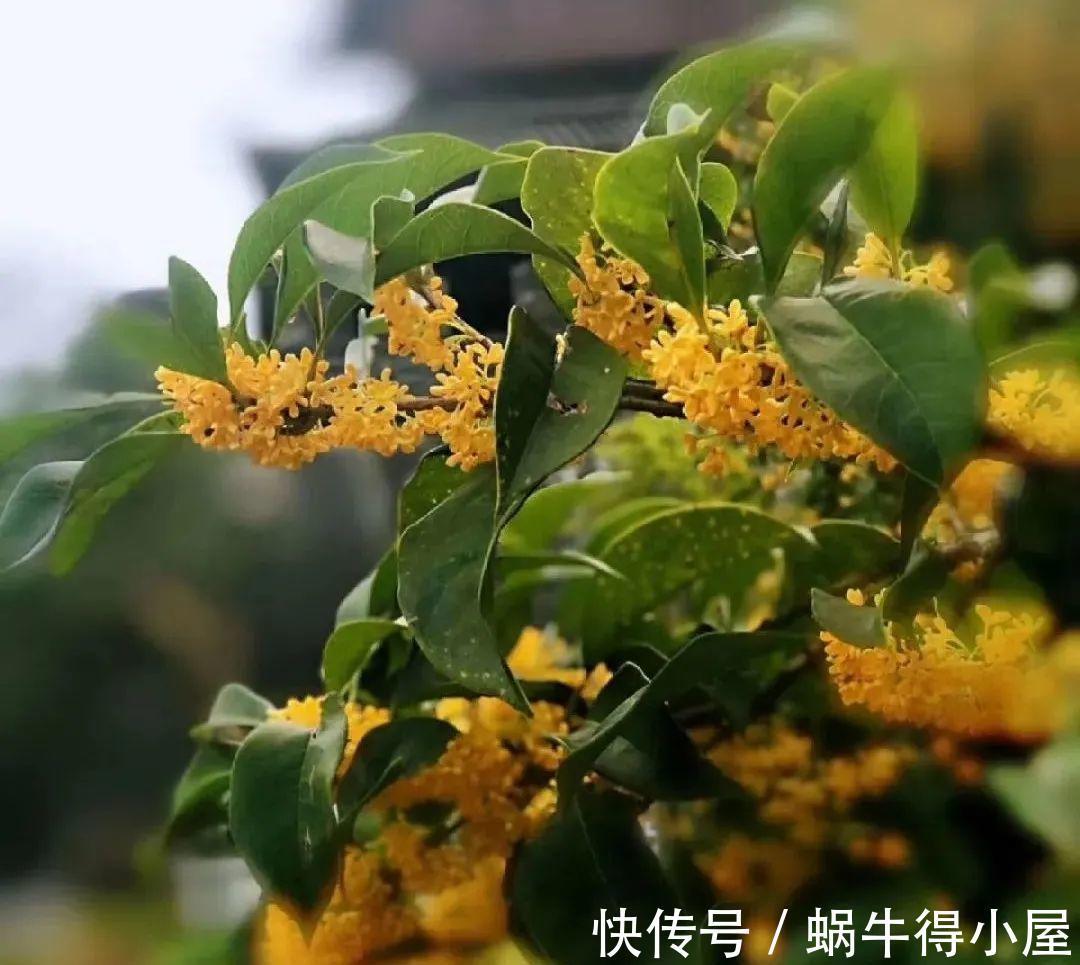 花苞|初秋8种花不能剪，轻则不开花，严重可能剩空盆