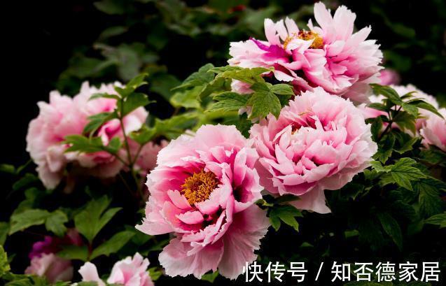 适应能力|零下20度冻不死的花草清单，种在北方小院，可多年赏花