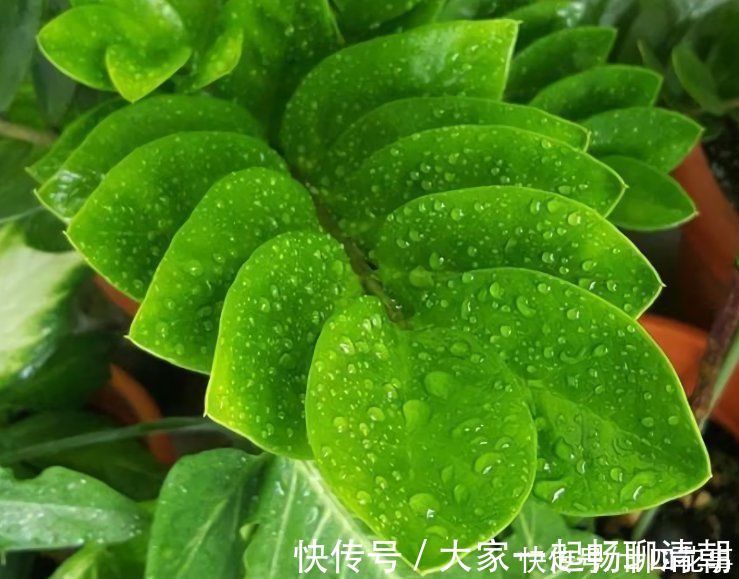5种花,冬天再干燥也不能“喷水”,不注意黄叶黑斑、烂花苞