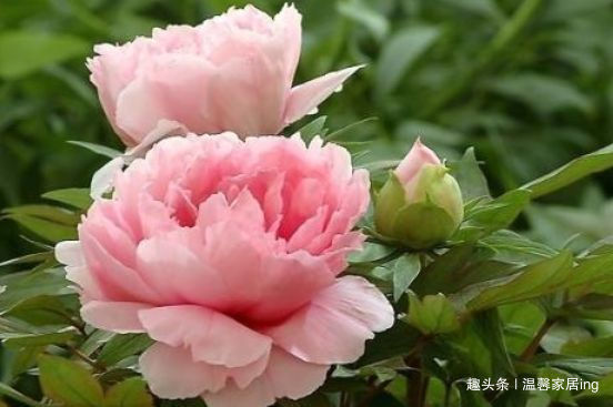 春天养此款花卉,好养易打理,花开绚丽夺目,花香清新怡人,美艳