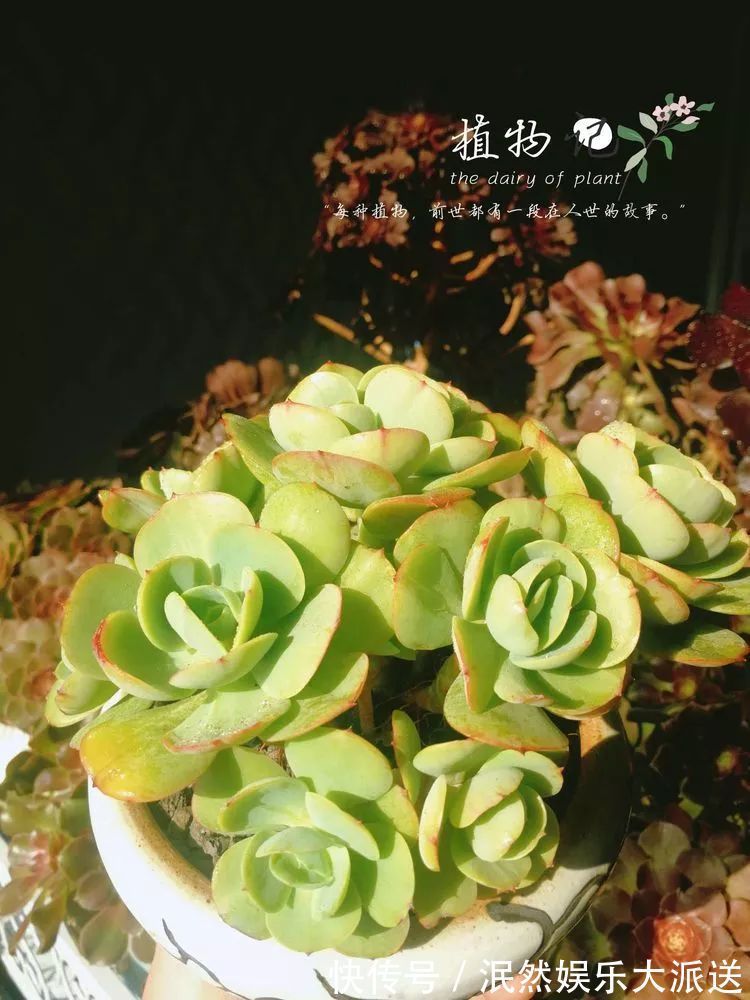 蚧壳虫|为肉痴狂!多肉植物也会用最美的容颜报答我们的勤劳付出!