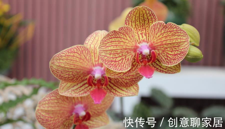 补肥|秋天养这4种花，及时喂点大补肥，新芽呼呼长，春节开爆盆