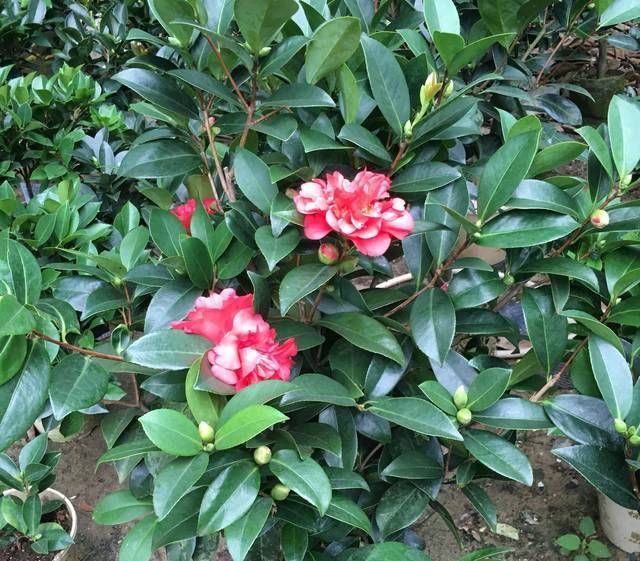 认识四季茶花，四季茶花的四季浇水和喷水技巧