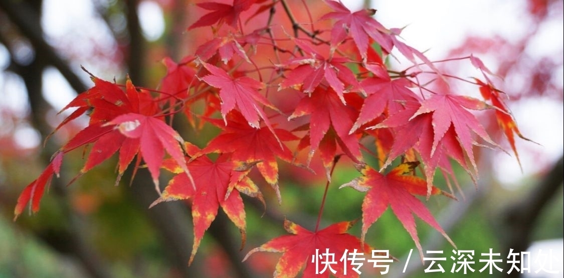 词曲$两首清丽的秋怀词曲,诗意悠然,余韵袅袅