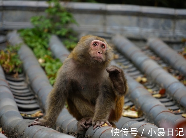 业绩|12月中旬，好运到，喜鹊报喜，业绩提升，数钱数到手软的生肖