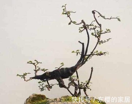 金弹子|造型多样有趣开花清雅宜人金弹子盆景正确养护技巧你知道吗