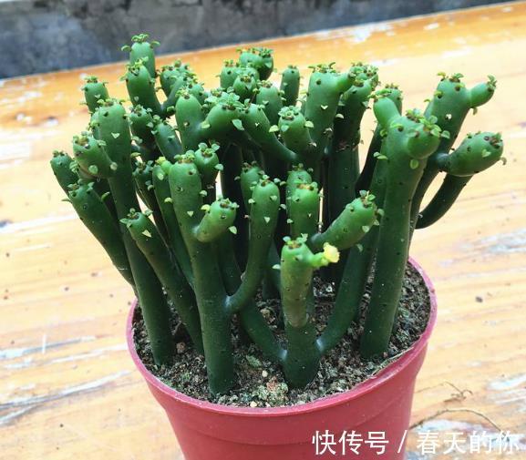 带有“毒汁”的3种花,告诉亲戚不要养,放卧室也不好,要明白!