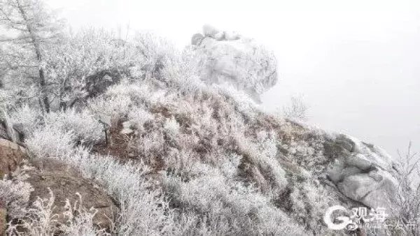 腊八冰雪送福，崂山巨峰现雾凇景观