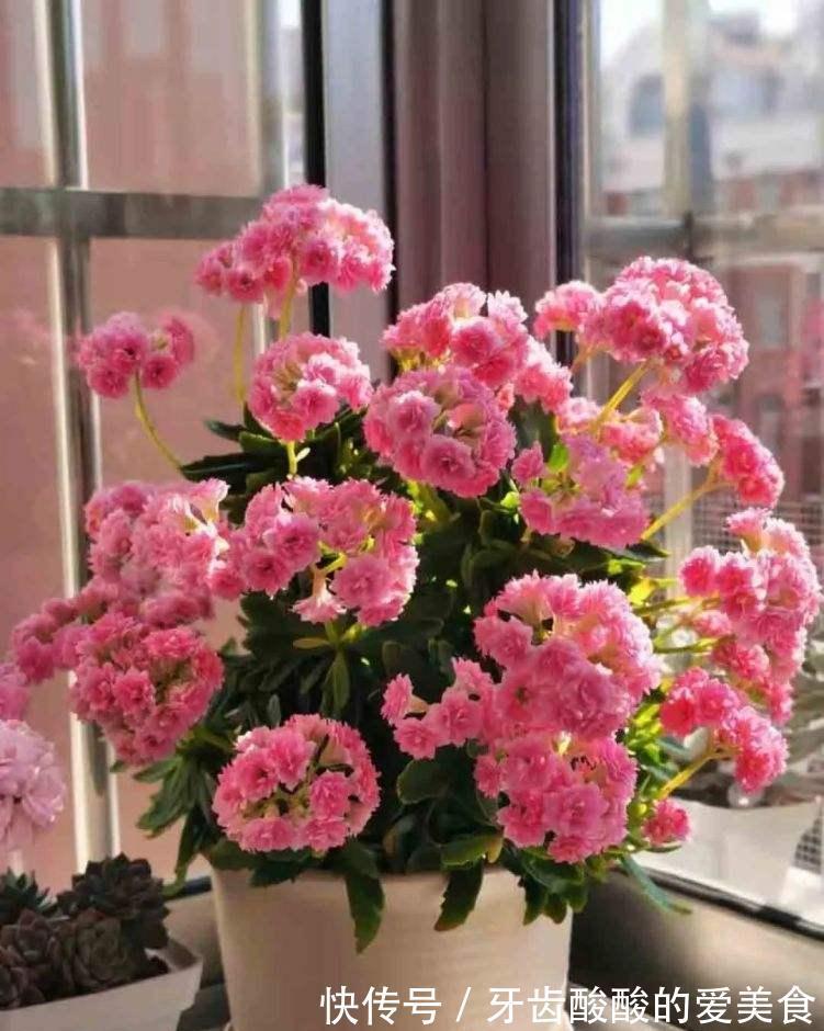 10大健康花,建议养一盆,不但能吸废气制氧气,还好养贵气