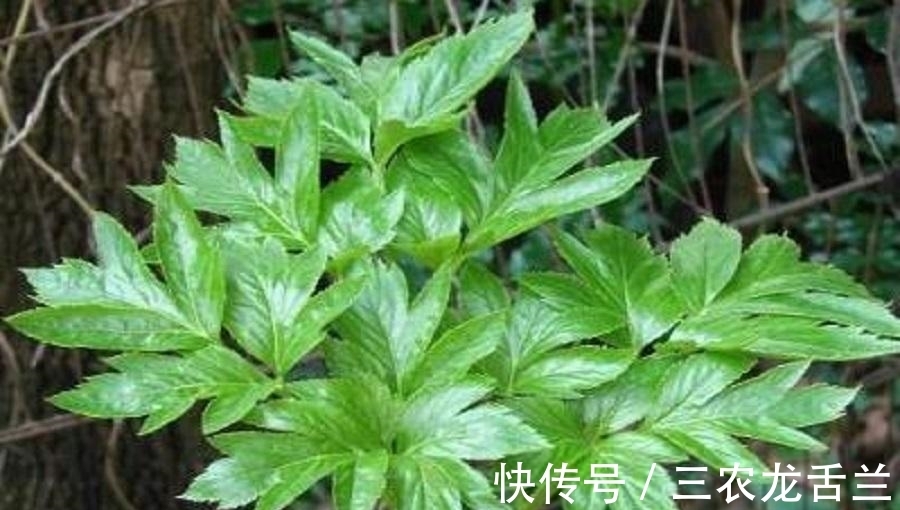 植物|农村一野植,不仅是农民眼中的上好野菜,还能用来降血压