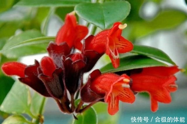 13种最佳的室内盆栽花卉,给一点点光照就可以开花了!