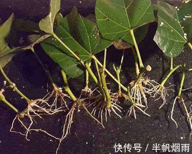 扦插是加点”它“，一天生根，隔天长叶，三天内长出”大白根“！