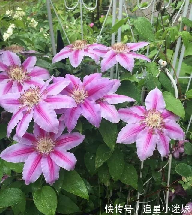 有了30平方的小院,能将日子过成了诗简单而精致,优雅而从容