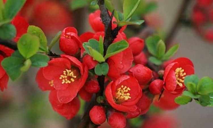 4种花漂亮又好养,比牡丹好看,一年都繁花似锦,看一眼就心醉