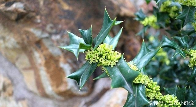 喜欢|这树挺稀奇! 农民讨厌它, 中医喜欢它, 但最喜欢它的还是西方人