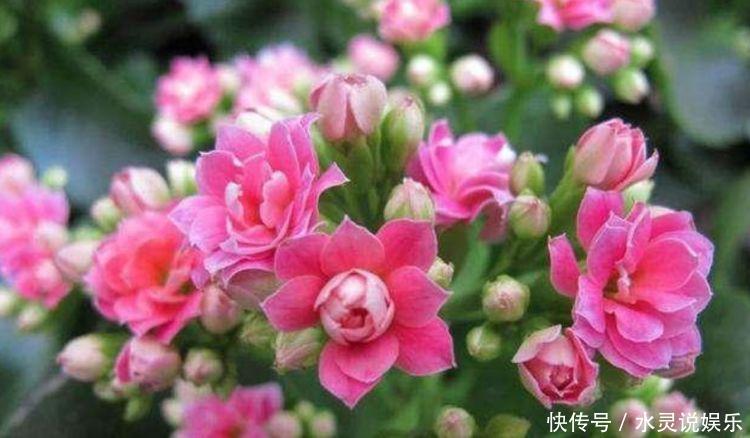 4种花养家里，福旺运旺财更旺，开起花来“拦”不住，美不胜收