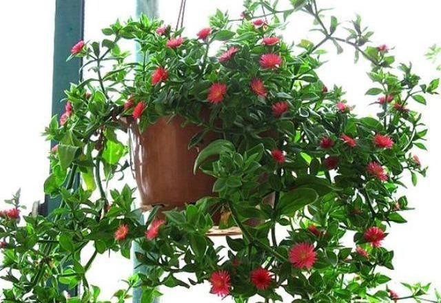 盆栽牡丹吊兰，2种养法，勤人“养成菜”，懒人“花爆盆”