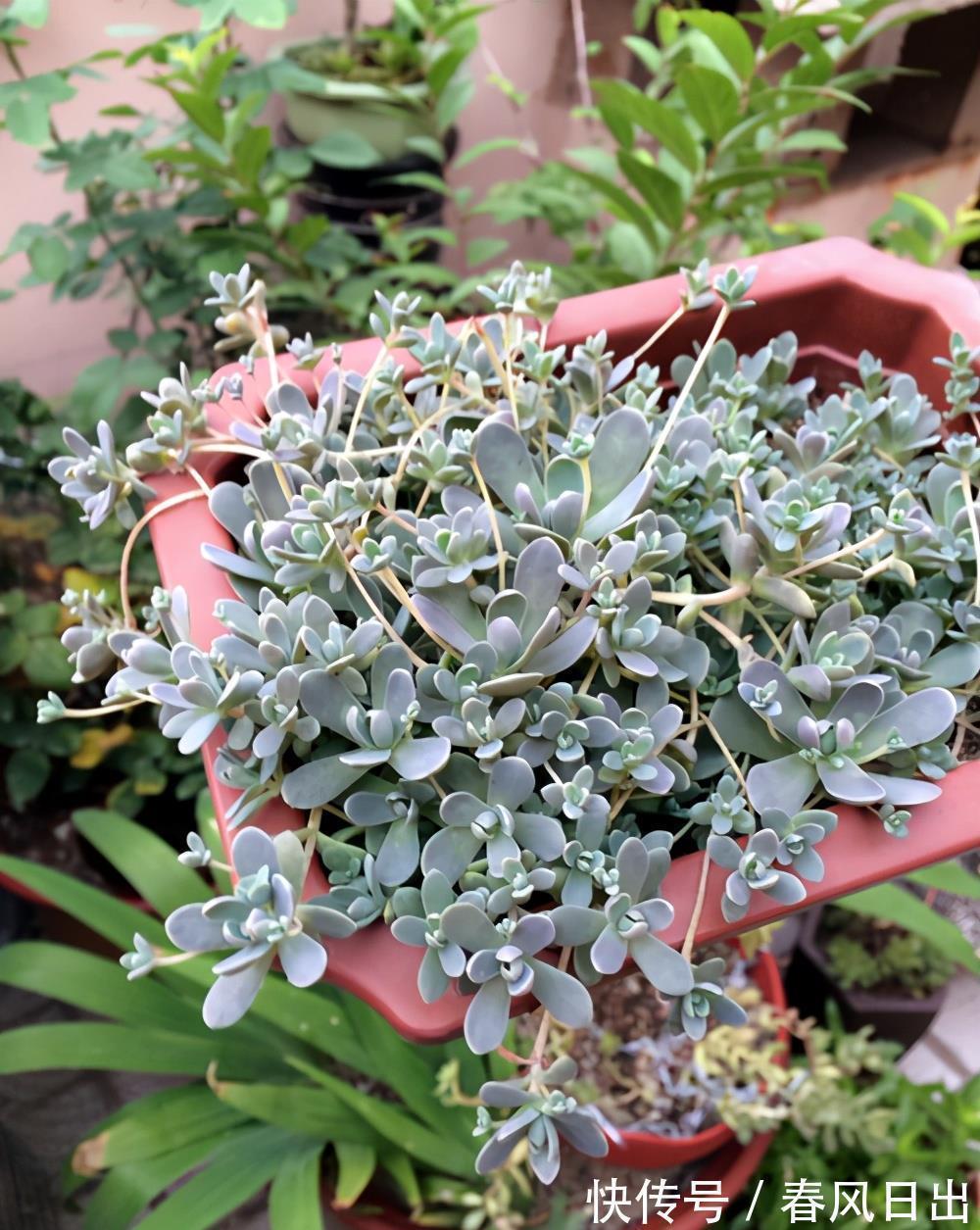 植物|矮盆适合养吊兰,这几种吊兰推荐给你,很好养