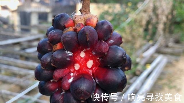 椭圆形|山里有一种美味的野果悄悄成熟了，这种野果你有吃过吗！