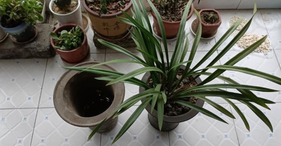 新手花友给兰花换盆，提前了解5个要点，根壮叶绿长势旺