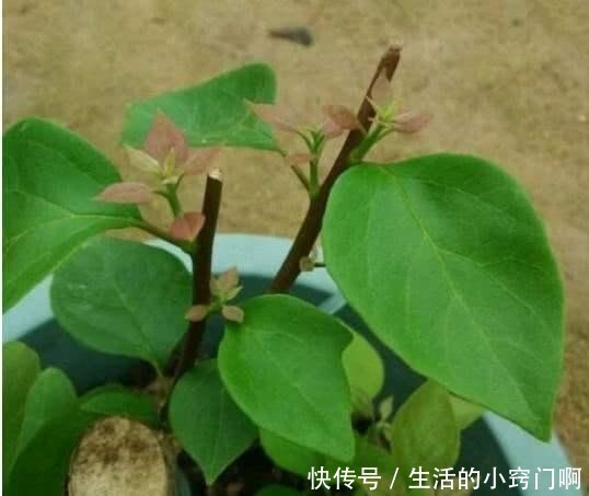 三角梅不开花,变“刺头”,教你2招拔出刺,满枝全是花球!