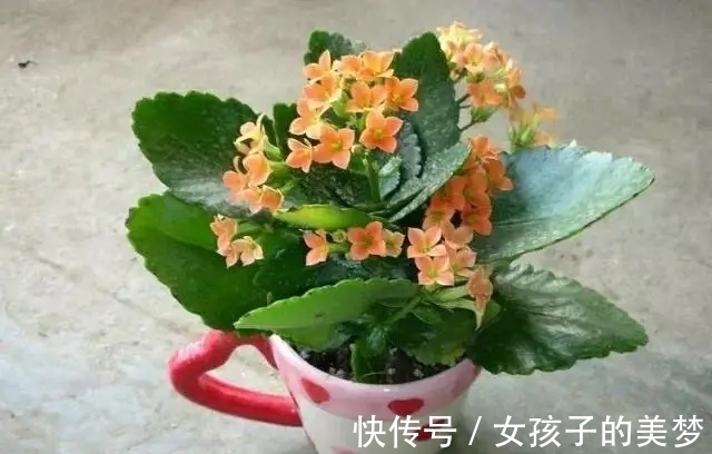 长寿花|长寿花有点“怪”,施点“餐桌料”,叶绿花又美,特别漂亮