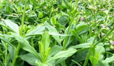农村有几种野菜，具有补中益气、润肺生津、通乳汁、消肿痛等功效