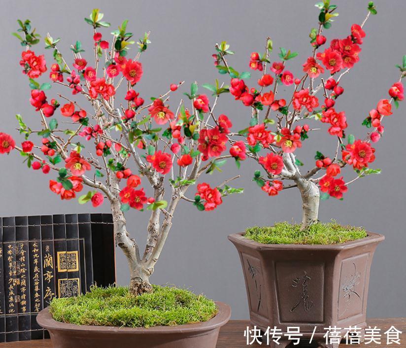 3种“老花树”,能活一百年,冬天不怕冷,开满“吉祥花”