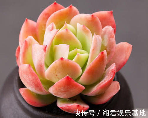 叶片|多肉绮罗怎么养更美观教你3个小妙招,养出鲜艳又红润的绮罗