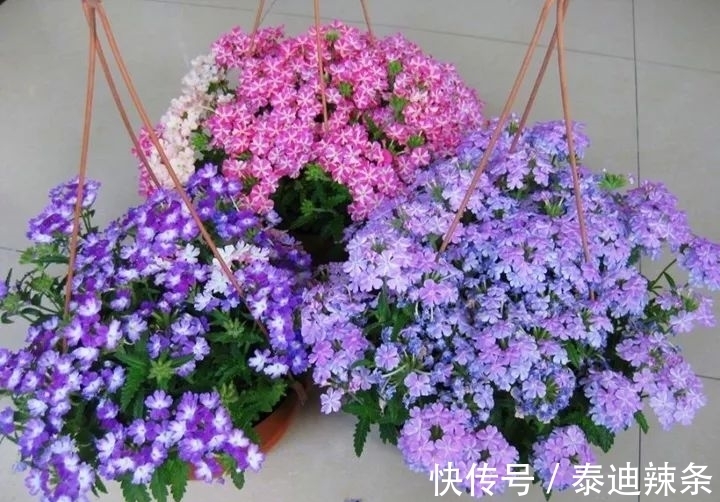 防盗窗养这5盆花,开花多、花期长,邻居看了都眼红