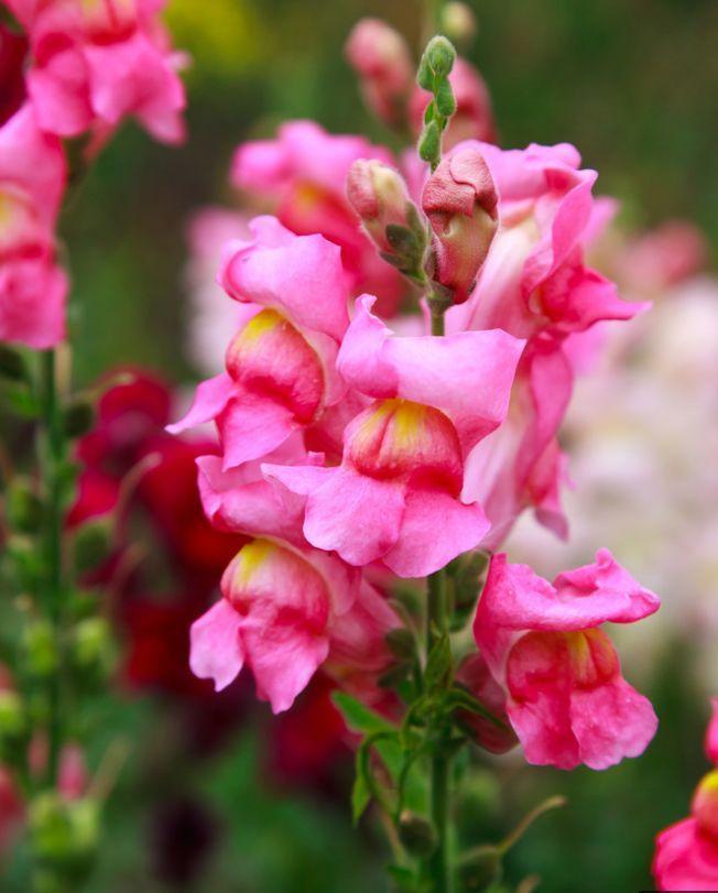 4种花适合新手养，有阳光就爆盆，给点水就疯长，太好养