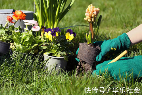 养好花离不开好的土壤,8种适合家庭养花的土壤,养花爆盆