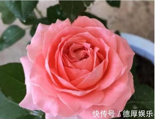 养花就养它,漂亮好养4季开,一朵开30天,阳台盆栽首选!