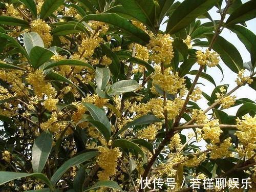 美好|家门口种上3棵树，聚气养人旺三代，富贵人家都种了