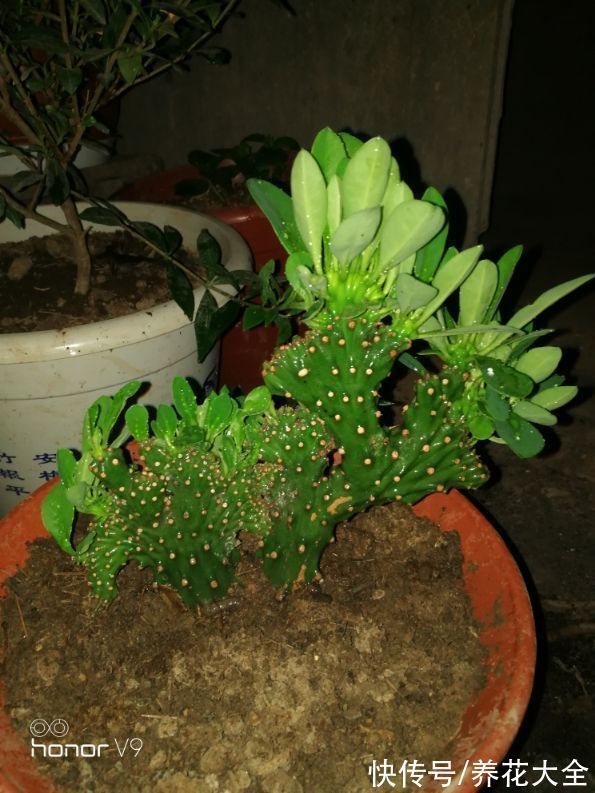 在家养几盆“丑八怪”,霸气镇宅安全感十足,寿命还特别长