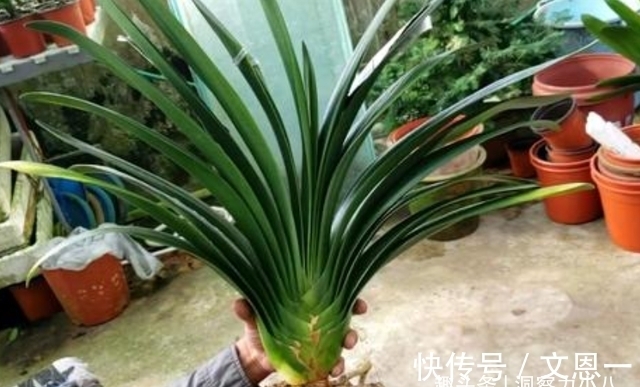 叶片|想要君子兰多发芽,避开“三种水”,当月催出花箭,绽放层叠群兰