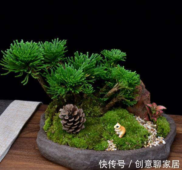 花卉|5种不起眼的小盆栽,价格便宜养护简单,越养越精贵,适合新手