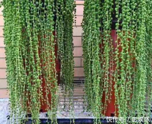 6种花适合吊起来养,挂在窗前,比窗帘还好看