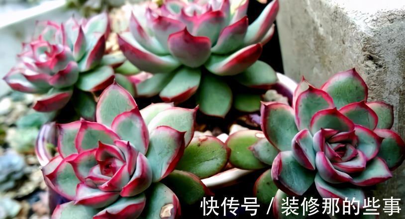 浇水|多肉花月夜叶片皱皱的要小心,可能是这些地方出问题在警示