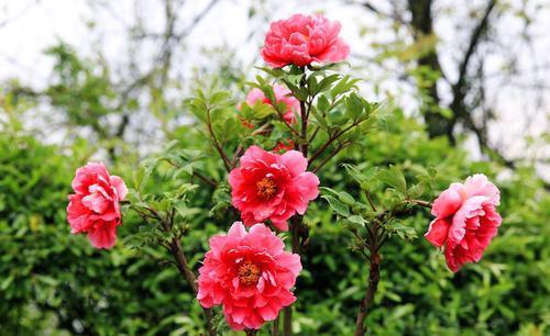 牡丹花|5种花,夏天千万别换盆,难服盆容易挂掉,别大意