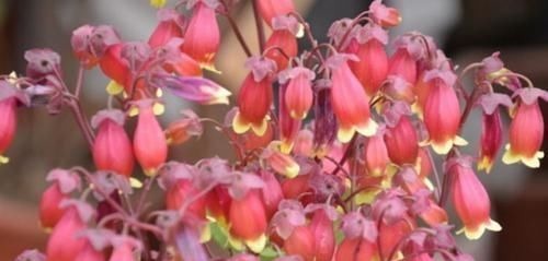 开花最香的4种花,家里养一盆,花姿妖娆,四季繁花似锦,美